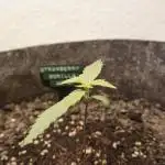 Strawberry Gorilla Auto - Sonnenerde