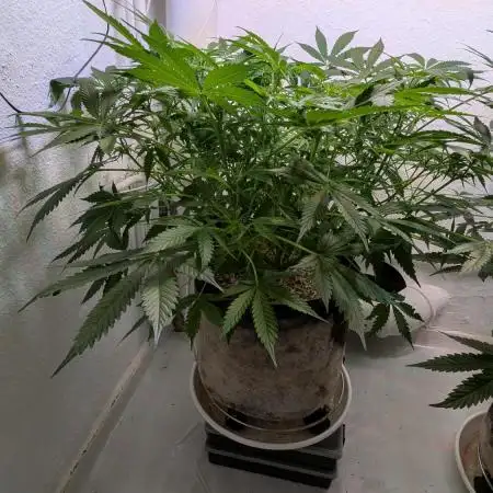 Violet Face Auto