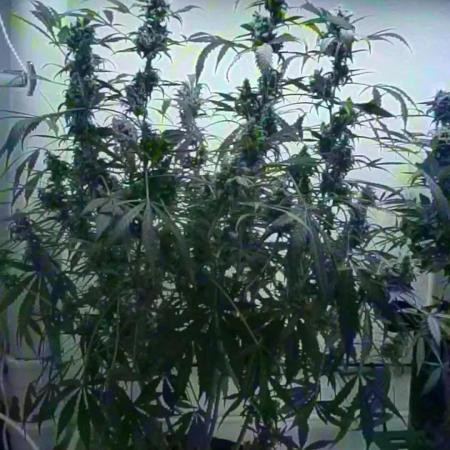 Jack Herer Auto X Sonnenerde