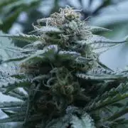 Candy Jungle Auto x Sonnenerde