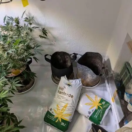 Strawberry Gorilla Auto - Sonnenerde