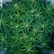Auto Skywalker Haze x Sonnenerde