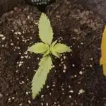 Strawberry Gorilla Auto - Sonnenerde