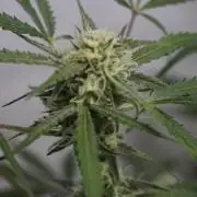 Lemon Pie Auto - Sonnenerde