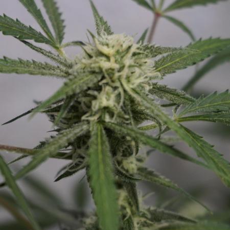 Lemon Pie Auto - Sonnenerde