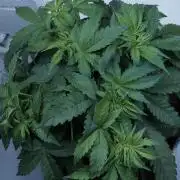 Auto Skywalker Haze x Sonnenerde