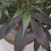 Strawberry Gorilla Auto - Sonnenerde