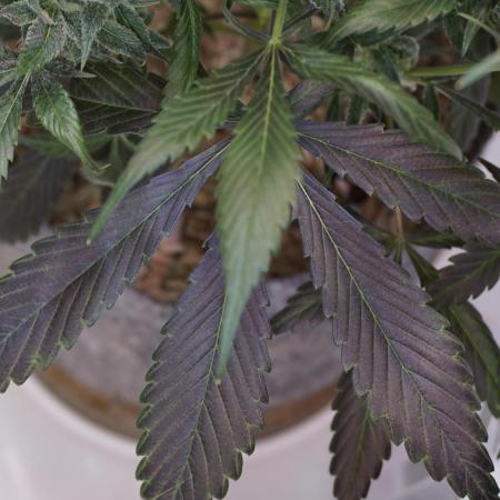 Strawberry Gorilla Auto - Sonnenerde