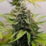 Rainbow Donut Auto