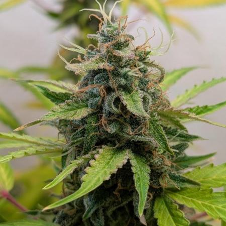 Rainbow Donut Auto