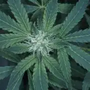 Banana Kush Auto x Sonnenerde