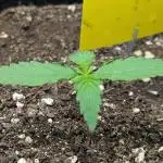 Violet Face Auto