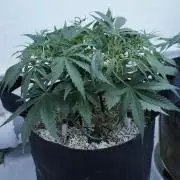 Lemon Pie Auto - Sonnenerde