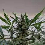 Wedding Cheesecake Auto