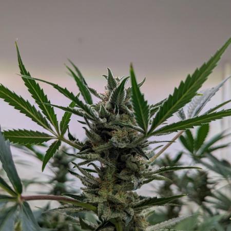 Wedding Cheesecake Auto