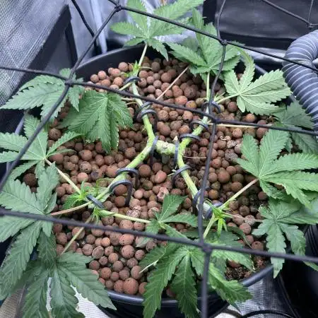 Purple Berry Muffinz - Indoor