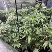 Purple Berry Muffinz - Indoor