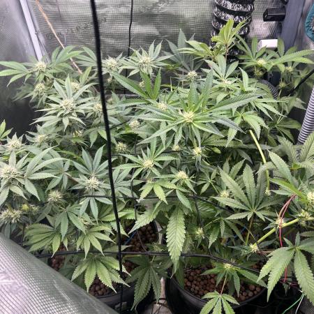 Purple Berry Muffinz - Indoor