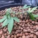 Purple Berry Muffinz - Indoor