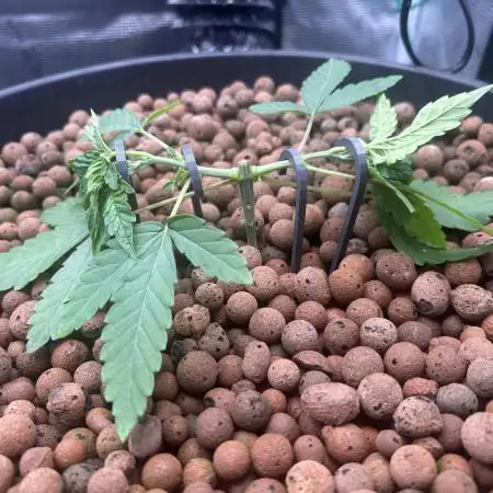 Purple Berry Muffinz - Indoor