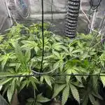 Purple Berry Muffinz - Indoor