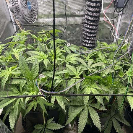 Purple Berry Muffinz - Indoor