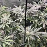 Purple Berry Muffinz - Indoor