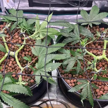 Purple Berry Muffinz - Indoor