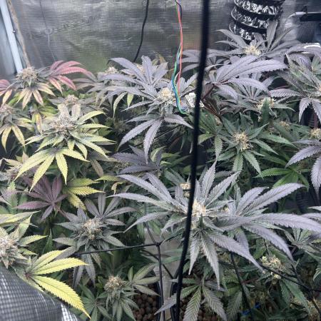 Purple Berry Muffinz - Indoor