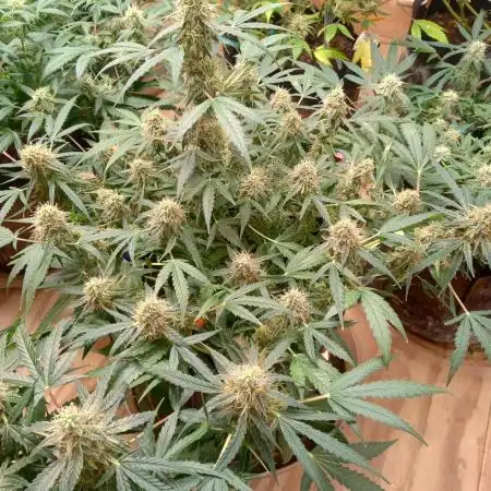 Titan RQS 1st Lst
