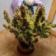 Gorilla cookies fast buds