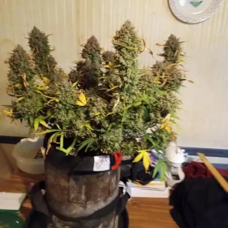 Titan RQS 1st Lst