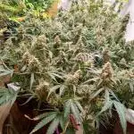 Titan RQS 1st Lst