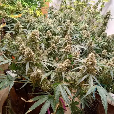 Titan RQS 1st Lst