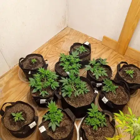 Titan RQS 1st Lst
