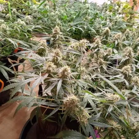 Titan RQS 1st Lst
