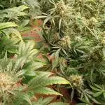 Gorilla cookies fast buds