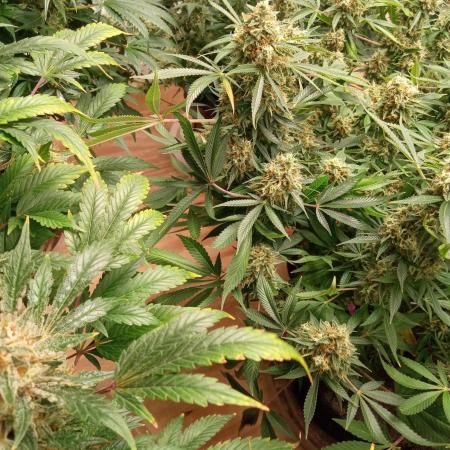 Gorilla cookies fast buds