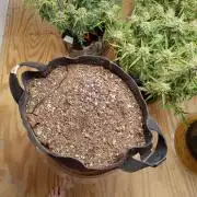Shawn Burgundy HAPPY BIRD SEEDS