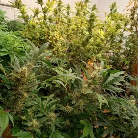 Gorilla cookies fast buds