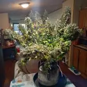 Gorilla cookies fast buds