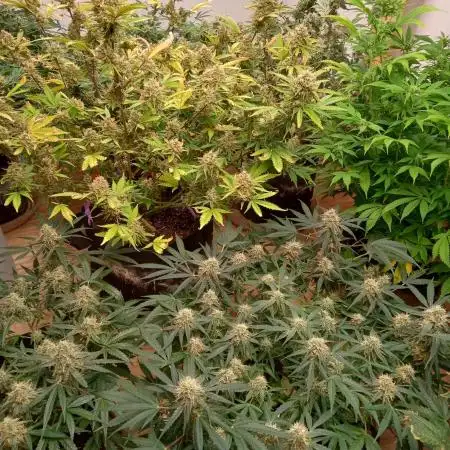 Gorilla cookies fast buds