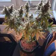Northern Lights #1