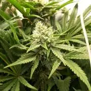 White Widow Topfgrößentest