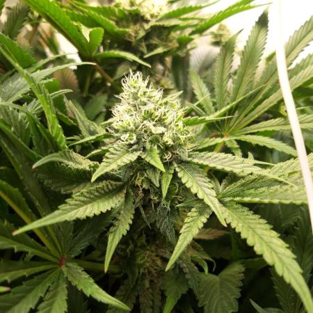 White Widow Topfgrößentest