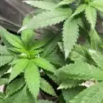 Seedstockers new Strain Grow für 2026