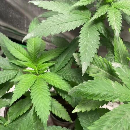 Seedstockers new Strain Grow für 2026