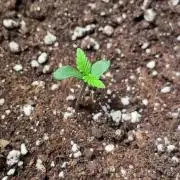 Autoflower World Cup 2026