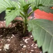 Autoflower World Cup 2026