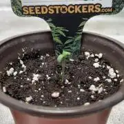Seedstockers - 2026 Chikita Manzana